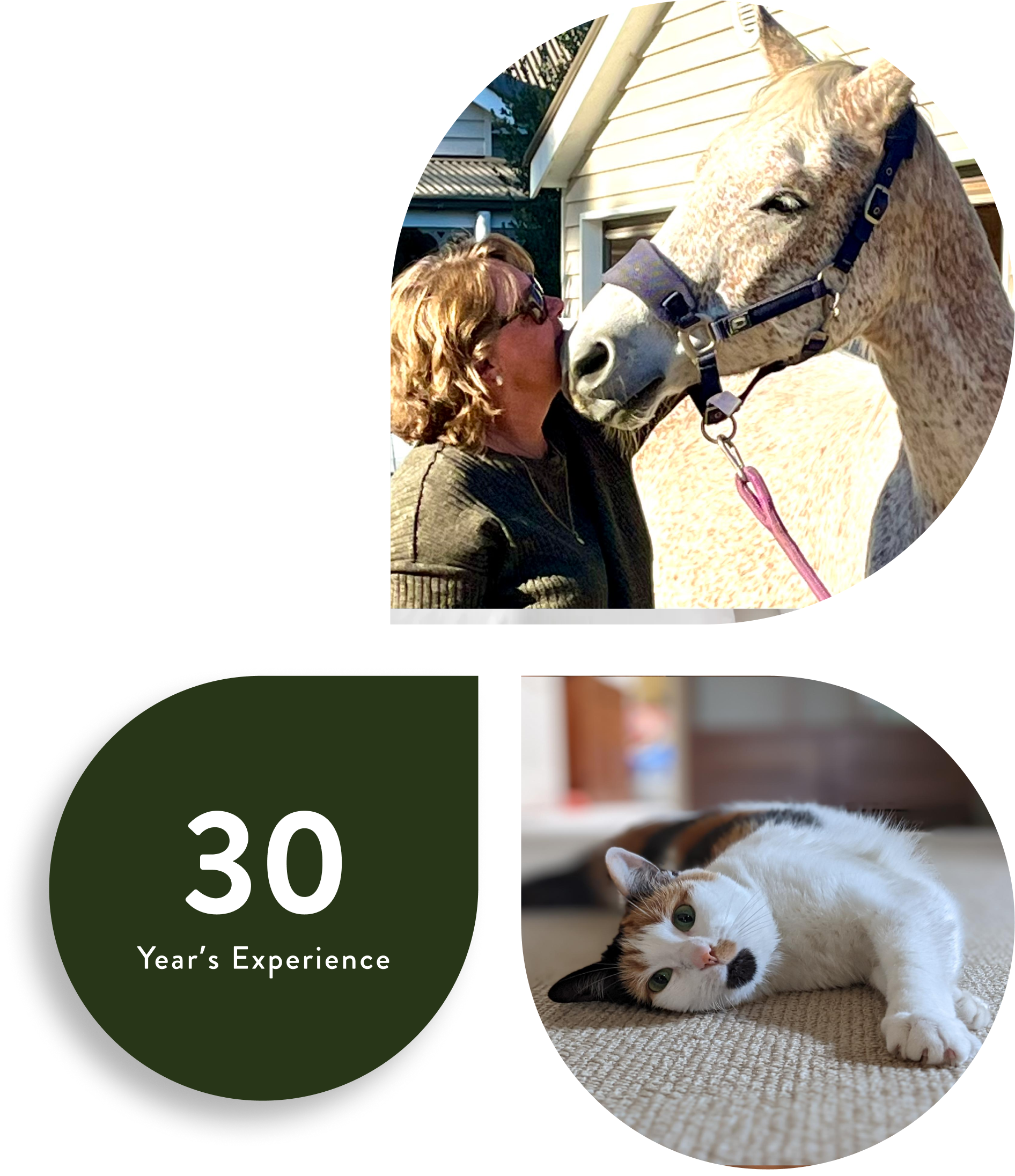 Reiki for animals